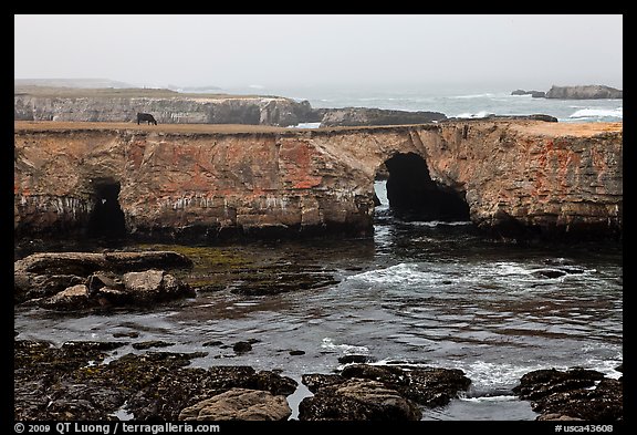 Sea cliffs with sea arches. California, USA (color)