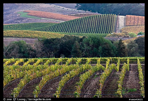 Vineyards in the fall. Napa Valley, California, USA (color)