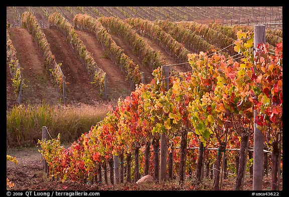 Wine grape vines in vineyard in fall. Napa Valley, California, USA