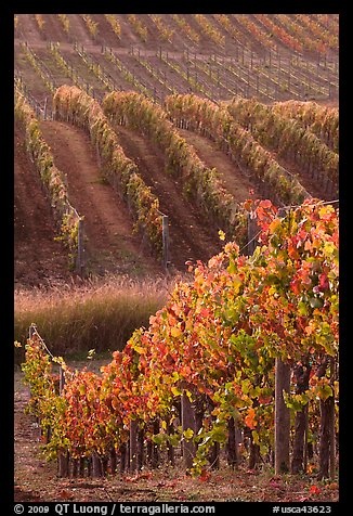 Golden fall colors on grape vines. Napa Valley, California, USA