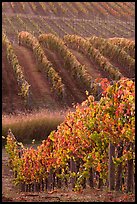 Golden fall colors on grape vines. Napa Valley, California, USA ( color)