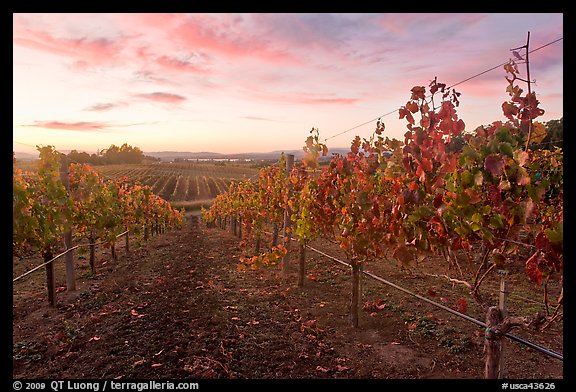 Autumn Sunset over vineyard. Napa Valley, California, USA