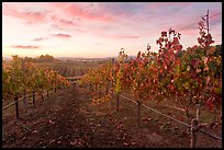Autumn Sunset over vineyard. Napa Valley, California, USA ( color)