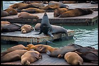 California Sea lions, pier 39, Fishermans wharf. San Francisco, California, USA (color)