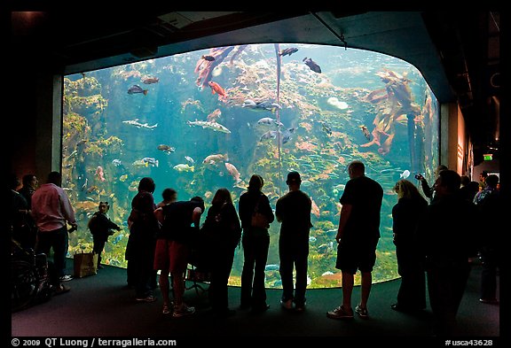 Tourists in front of large tank, Steinhart Aquarium, California Academy of Sciences. San Francisco, California, USA (color)