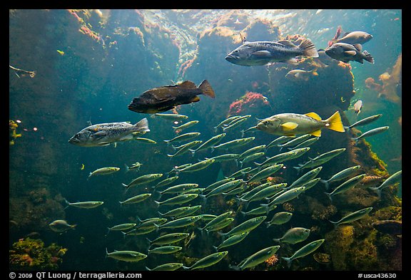 School of fish, Steinhart Aquarium,  California Academy of Sciences. San Francisco, California, USA (color)