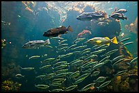 School of fish, Steinhart Aquarium,  California Academy of Sciences. San Francisco, California, USA ( color)
