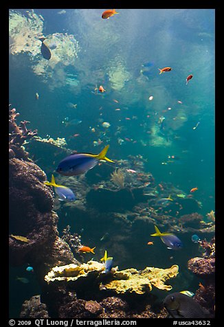 Philippine Coral Reef exhibit, Steinhart Aquarium, California Academy of Sciences. San Francisco, California, USA (color)