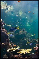 Philippine Coral Reef exhibit, Steinhart Aquarium, California Academy of Sciences. San Francisco, California, USA ( color)