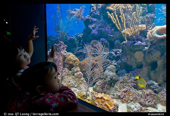 Children looking at aquarium, California Academy of Sciences. San Francisco, California, USA (color)