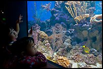 Children looking at aquarium, California Academy of Sciences. San Francisco, California, USA ( color)