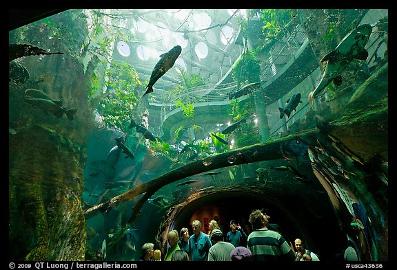 Tourists gaze upwards at flooded Amazon forest and huge catfish, California Academy of Sciences. San Francisco, California, USA (color)