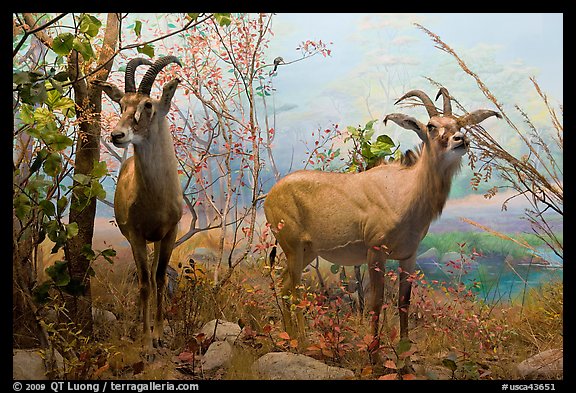 Diorama, African Hall, Kimball Natural History Museum, California Academy of Sciences. San Francisco, California, USA (color)