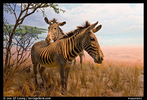 Zebras in savanah landscape,  Kimball Natural History Museum, California Academy of Sciences. San Francisco, California, USA (color)