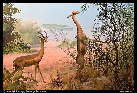 Gazelles diorama, Kimball Natural History Museum, California Academy of Sciences. San Francisco, California, USA (color)