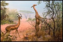 Gazelles diorama, Kimball Natural History Museum, California Academy of Sciences. San Francisco, California, USA ( color)