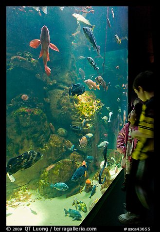 Children looking at colorful fish in tank, California Academy of Sciences. San Francisco, California, USA (color)
