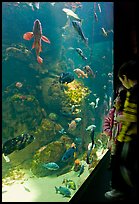 Children looking at colorful fish in tank, California Academy of Sciences. San Francisco, California, USA ( color)