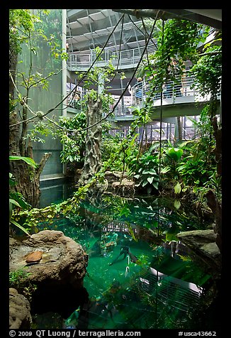 Inside rainforest dome, with flooded forest below, California Academy of Sciences. San Francisco, California, USA (color)