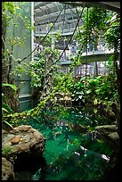 Inside rainforest dome, with flooded forest below, California Academy of Sciences. San Francisco, California, USA ( color)