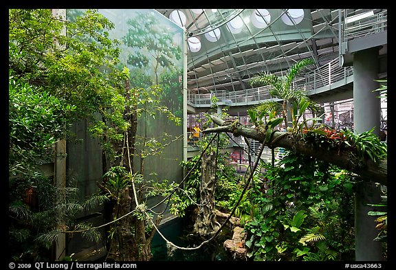 Four-story Rainforest exhibit, California Academy of Sciences. San Francisco, California, USA (color)