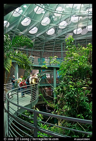 Tourists on spiraling path look at rainforest canopy, California Academy of Sciences. San Francisco, California, USA (color)