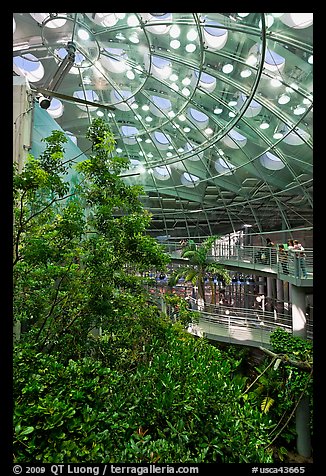 Domed rainforest, California Academy of Sciences. San Francisco, California, USAterragalleria.com is not affiliated with the California Academy of Sciences
