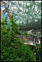 Domed rainforest, California Academy of Sciences. San Francisco, California, USA<p>terragalleria.com is not affiliated with the California Academy of Sciences</p>