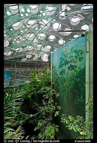 Rainforest canopy and dome, California Academy of Sciences. San Francisco, California, USA (color)