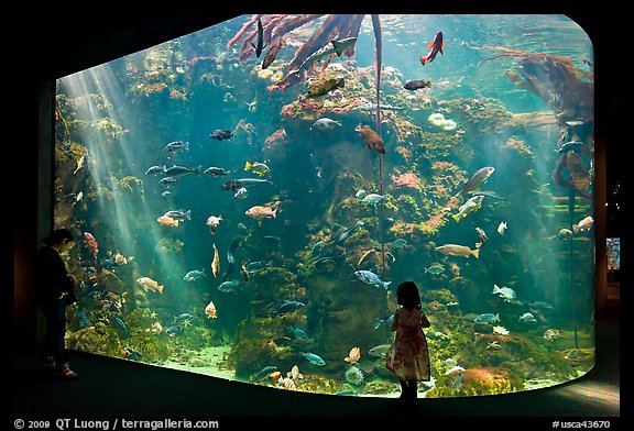 Girl looks at Northern California Aquarium, California Academy of Sciences. San Francisco, California, USA (color)