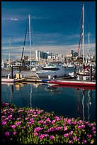 Flowers, Oakland skyline, and Alameda marina. Oakland, California, USA