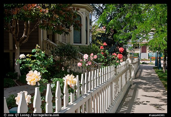 White picket fence and roses in Preservation Park. Oakland, California, USA (color)