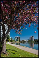 Lake Merritt in the spring with  Pink Flowering Almond. Oakland, California, USA (color)