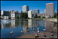 Ducks in Lake Merritt, a large tidal lagoon. Oakland, California, USA (color)