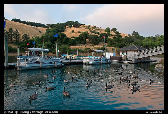 Ducks, marina, and hills Lake Chabot, Castro Valley. Oakland, California, USA