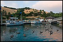 Ducks, marina, and hills Lake Chabot, Castro Valley. Oakland, California, USA (color)