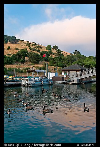Ducks and marina at sunset, Lake Chabot Regional Park. Oakland, California, USA