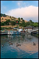 Ducks and marina at sunset, Lake Chabot Regional Park. Oakland, California, USA (color)