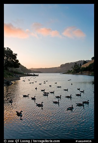 Lake Chabot with ducks at sunset, Castro Valley. Oakland, California, USA