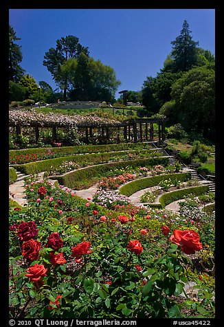 Berkeley Rose Garden. Berkeley, California, USA (color)