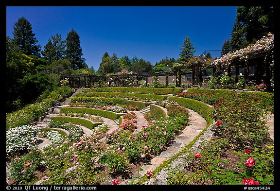 Terraced Amphitheater, Rose Garden. Berkeley, California, USA (color)