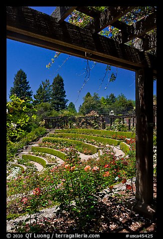 Berkeley Municipal Rose Garden. Berkeley, California, USA (color)