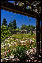 Berkeley Municipal Rose Garden. Berkeley, California, USA (color)