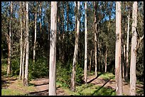 Eucalyptus grove, Tilden Regional Park. Berkeley, California, USA (color)