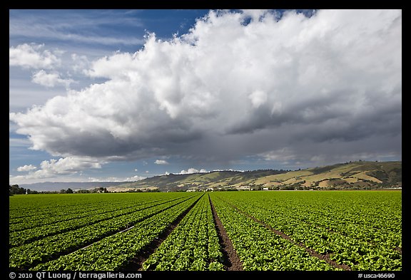 Field of vegetable and cloud. Watsonville, California, USA (color)
