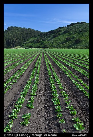 Vegetable farming. Watsonville, California, USA (color)