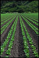 Lettuce intensive cultivation. Watsonville, California, USA (color)