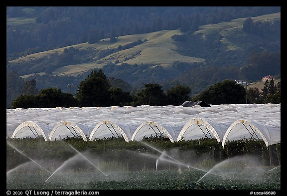 Canopies for raspberry growing. Watsonville, California, USA (color)