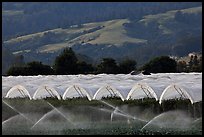 Canopies for raspberry growing. Watsonville, California, USA (color)