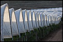 Raspberry canopies. Watsonville, California, USA (color)